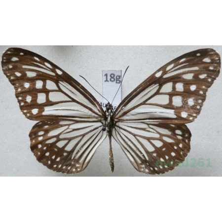 Danaus affinis Fabricius, 1775 India 66mm18g